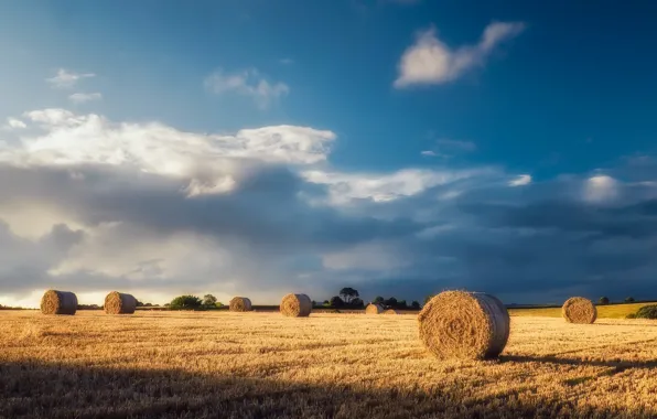Picture field, summer, light, morning, hay