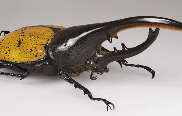 Picture nature, animal, insect, Beetle Hercules
