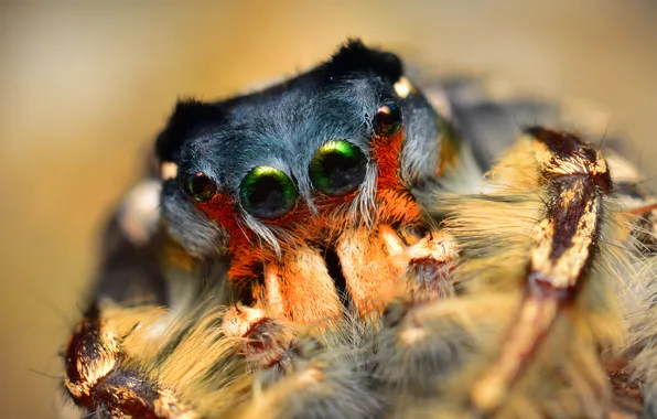 Insect, bokeh, spider