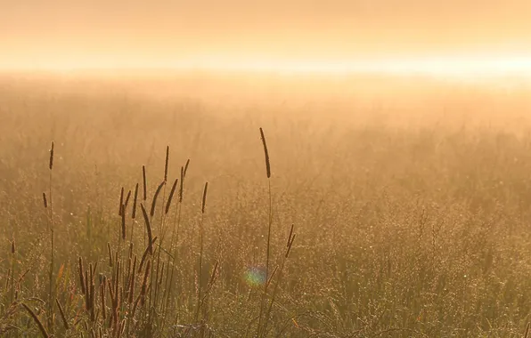 Grass, nature, fog, morning, the sun