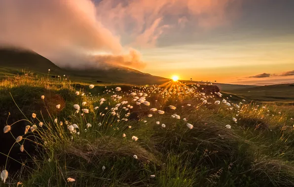 Sunset, flowers, nature