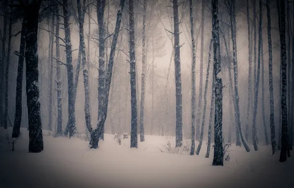 Winter, snow, trees, photo