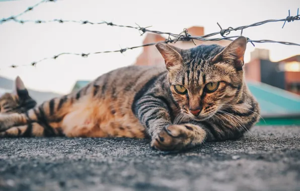 Picture cat, lies, barbed wire