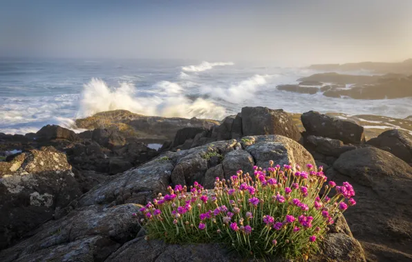 Sea, wave, flowers, stones, rocks, shore