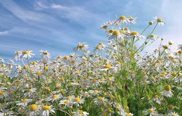 Field, the sky, clouds, nature, petals, Daisy, meadow