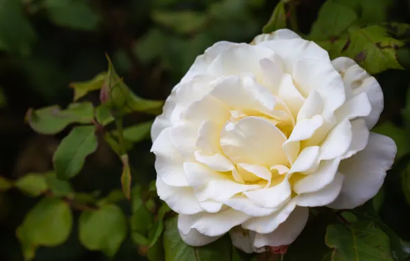 Macro, rose, white, lush