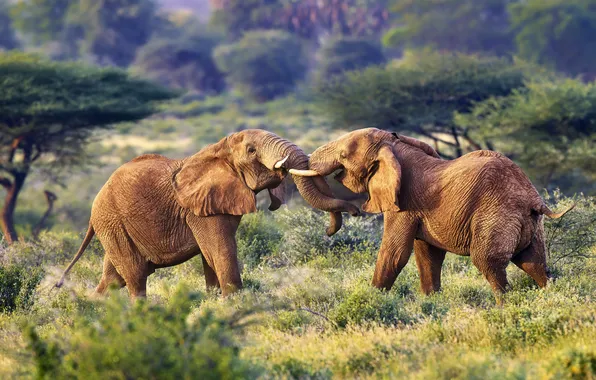 Africa, elephants, nature