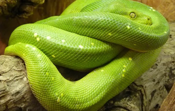 Green, snake, animal, python, Python lover
