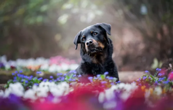 Summer, look, flowers, nature, pose, Park, portrait, dog