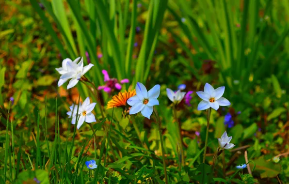Spring, Flowers, Flowers, Spring