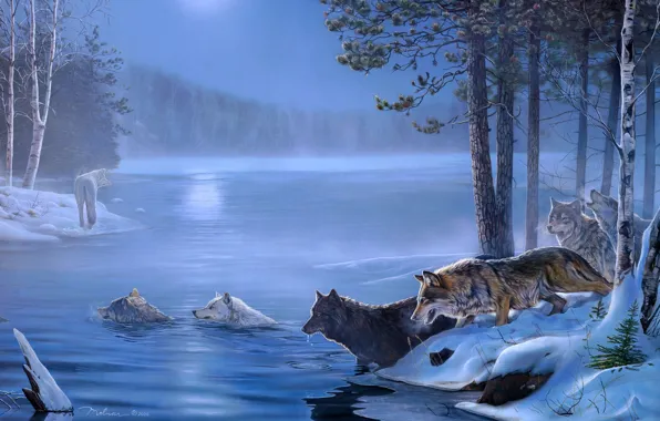 Picture ice, forest, trees, swamp, wolves