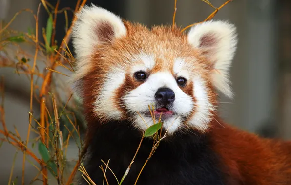 Wallpaper animals, face, nature, portrait, red Panda, zoo, red Panda ...