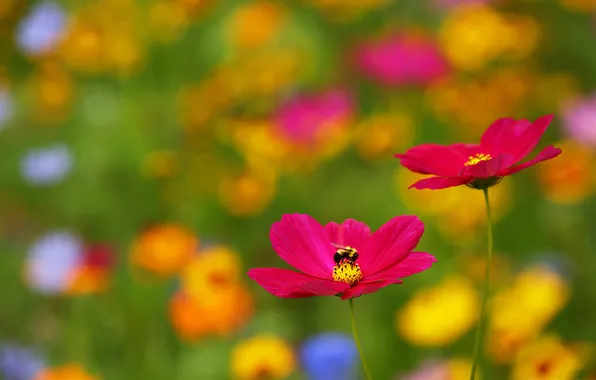 Picture Flower, Cosmos, Bee