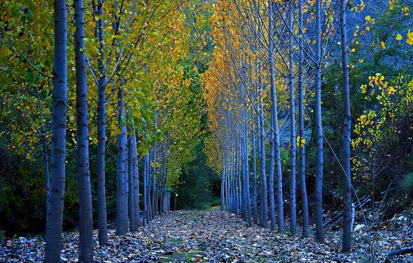 Picture autumn, leaves, trees, Spain, Segovia