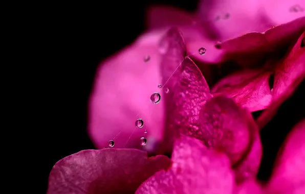 Water, drops, macro, petals