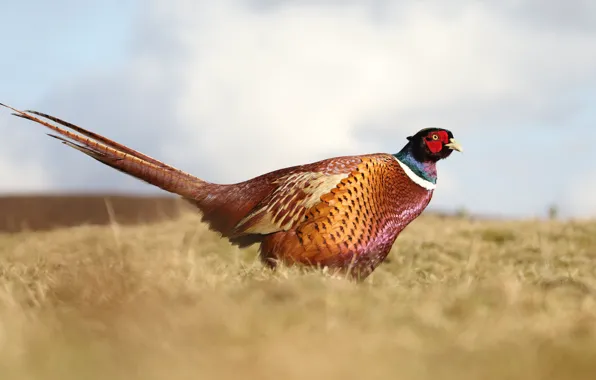 Picture field, the sky, nature, bird, pheasant