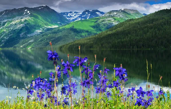 Flowers, mountains, river, Aquilegia
