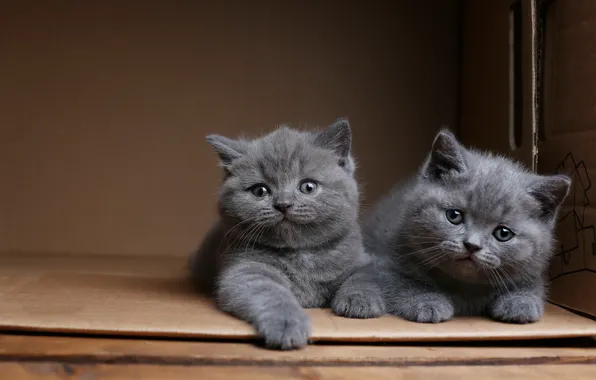Cats, box, kittens, a couple, two kittens, British