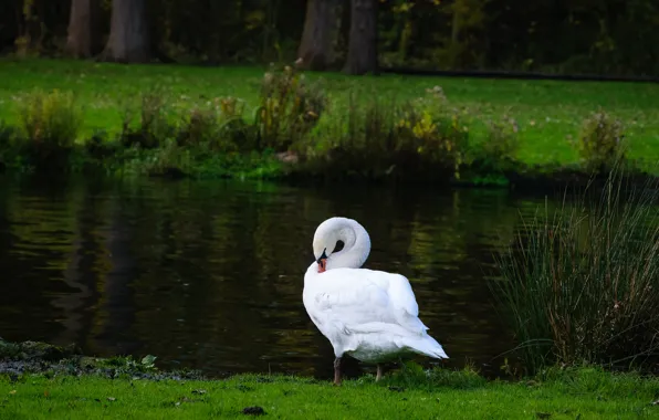 Picture forest, white, summer, grass, trees, nature, pose, Park