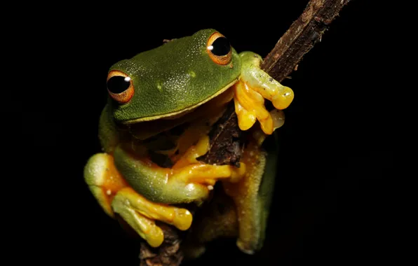 Look, macro, branches, pose, frog, legs, black background