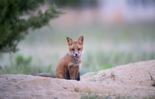 Sand, language, look, branches, nature, pose, Fox, face