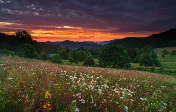 Field, forest, summer, the sky, trees, sunset, mountains, clouds