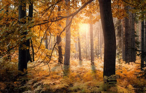 Autumn, forest, the sun, light, trees, fog, branch, trunks