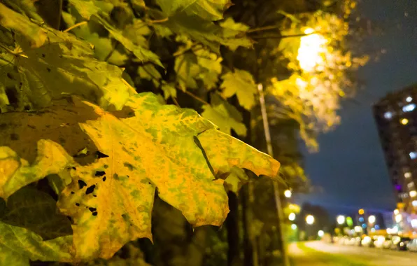 Road, autumn, the sky, leaves, night, the city, street, October