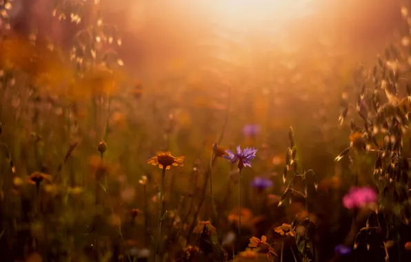 Summer, grass, nature