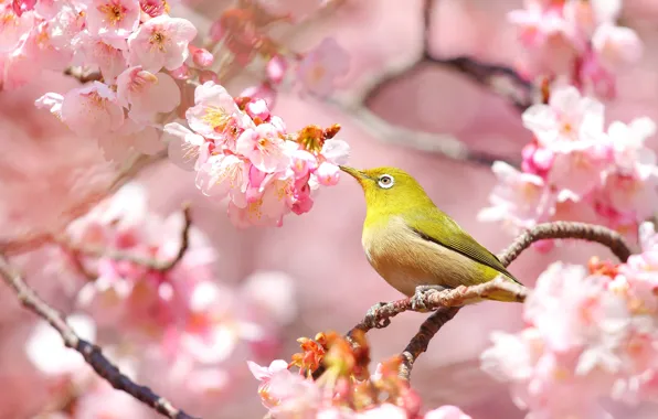 Bird, spring, Sakura, white-eyed