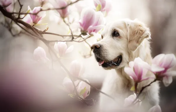 Picture face, flowers, branches, portrait, dog, Magnolia