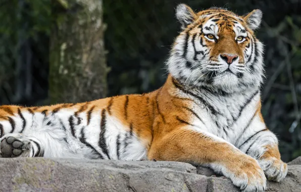 Tiger, paws, lies, mora