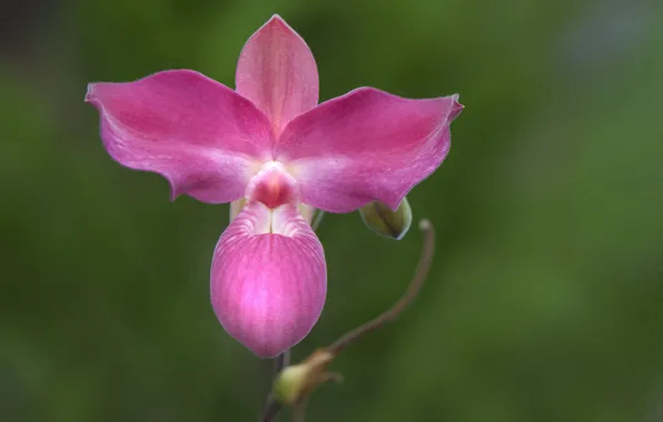 Picture flowers, nature, petals, Orchid