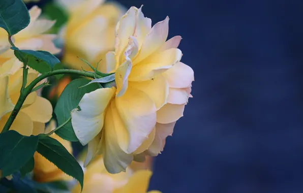 Macro, flowers, roses, yellow, blue background
