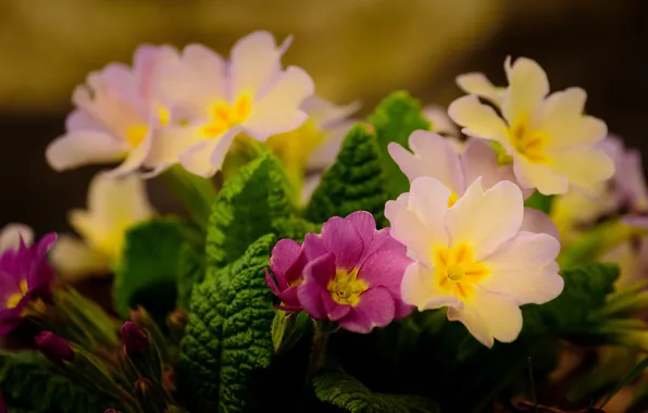 Macro, flowers, spring, yellow, pink, bokeh, Primula, primrose