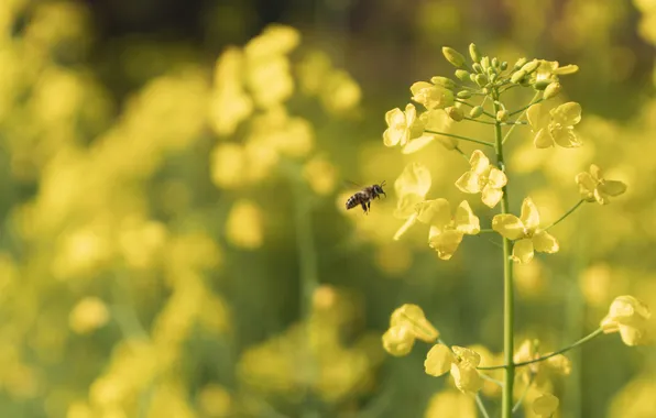 Macro, flowers, bee, stems, blur, spring, yellow, bokeh