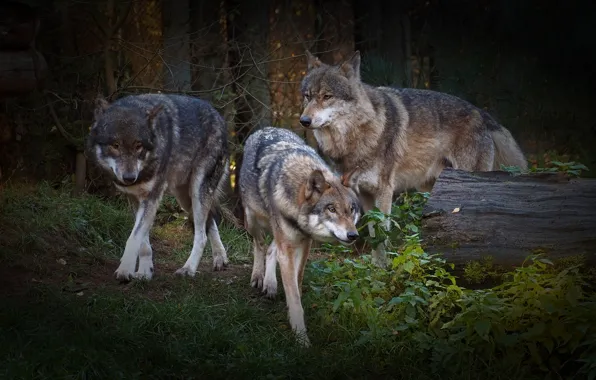 Picture forest, wolf, log