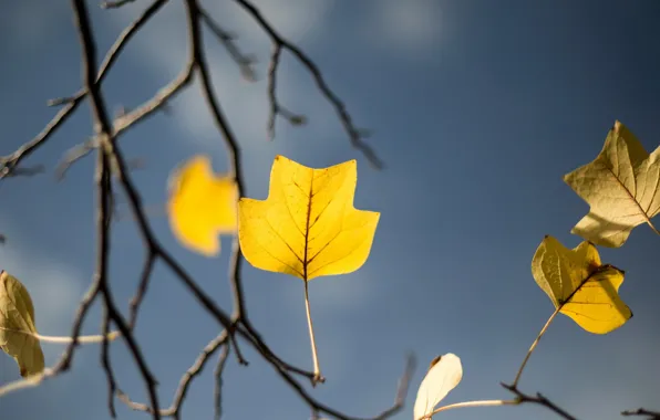 Autumn, tree, garden, yellow leaf