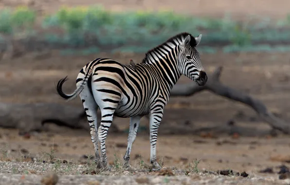 Nature, Zebra, bird
