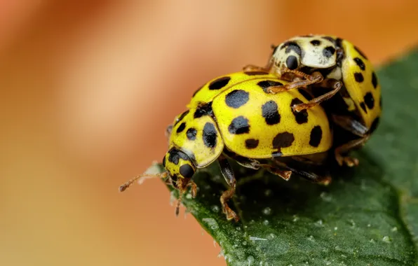 Macro, two, ladybug, yellow, bugs, a couple, ladybugs