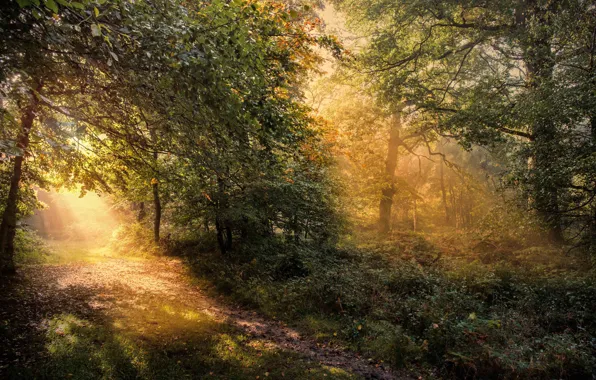 Autumn, forest, trees, dawn, England, trail, morning