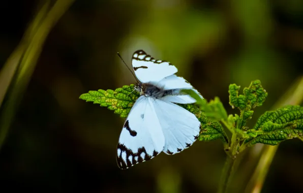 Leaves, microsemi, wings, Butterfly, insect, beautiful, closeup