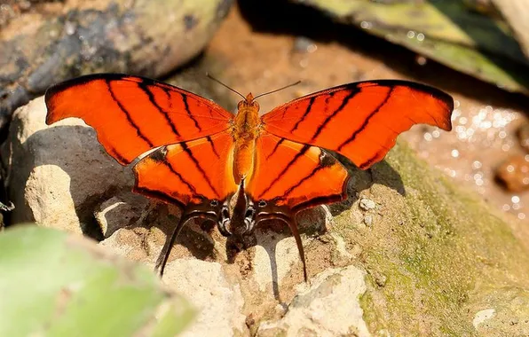 Stones, microsemi, butterfly, wings, insect, beautiful, closeup