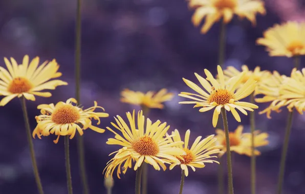 Flowers, yellow, petals