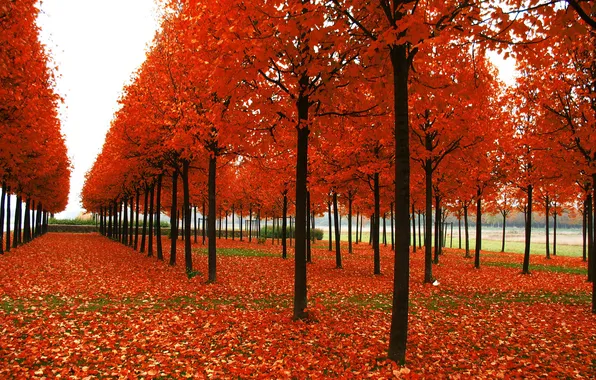 Nature, Grass, Autumn, Trees, Leaves, Park, Landscape