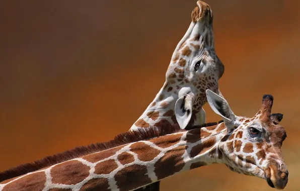 Pair, giraffes, head, neck