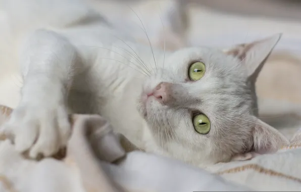 Cat, eyes, muzzle, white cat