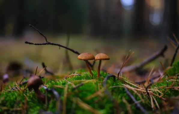 Autumn, forest, nature, mushrooms, a couple