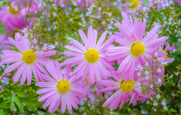 Petals, pink, chrysanthemum