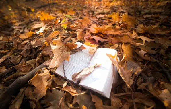 Leaves, nature, book